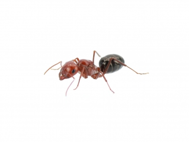 Cataglyphis rosenhaueri
